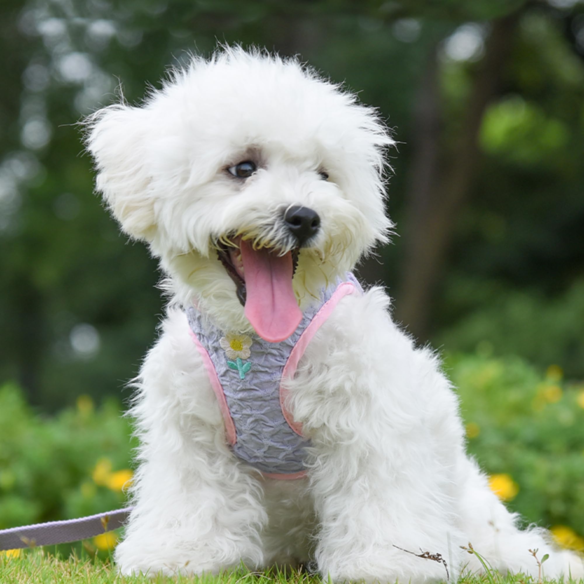 Aiitle Pet Supply Step In Dog Vest Harness, No Pull Dog Harness With A Leash, All Weather Breathable Mesh, Magic Tape Design, Ad